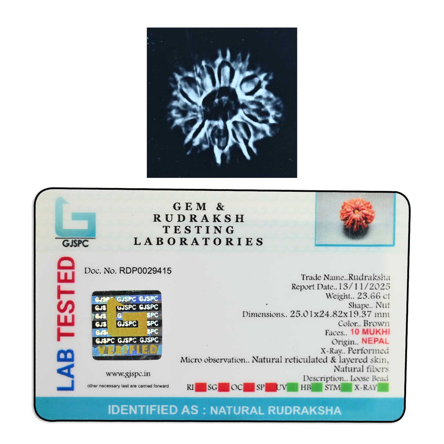 10 Mukhi Rudraksha (Nepal) 25.01 M.M.