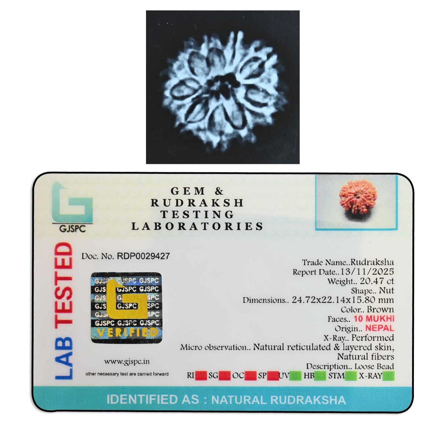 10 Mukhi Rudraksha (Nepal) 24.72 M.M.