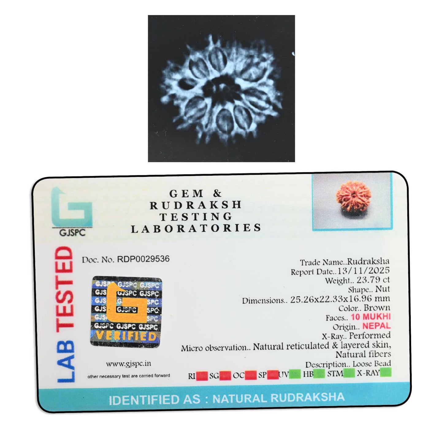 10 Mukhi Rudraksha (Nepal) 25.26 M.M.