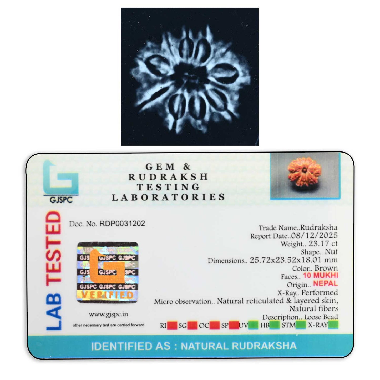 10 Mukhi Rudraksha (Nepal) 25.72 M.M.