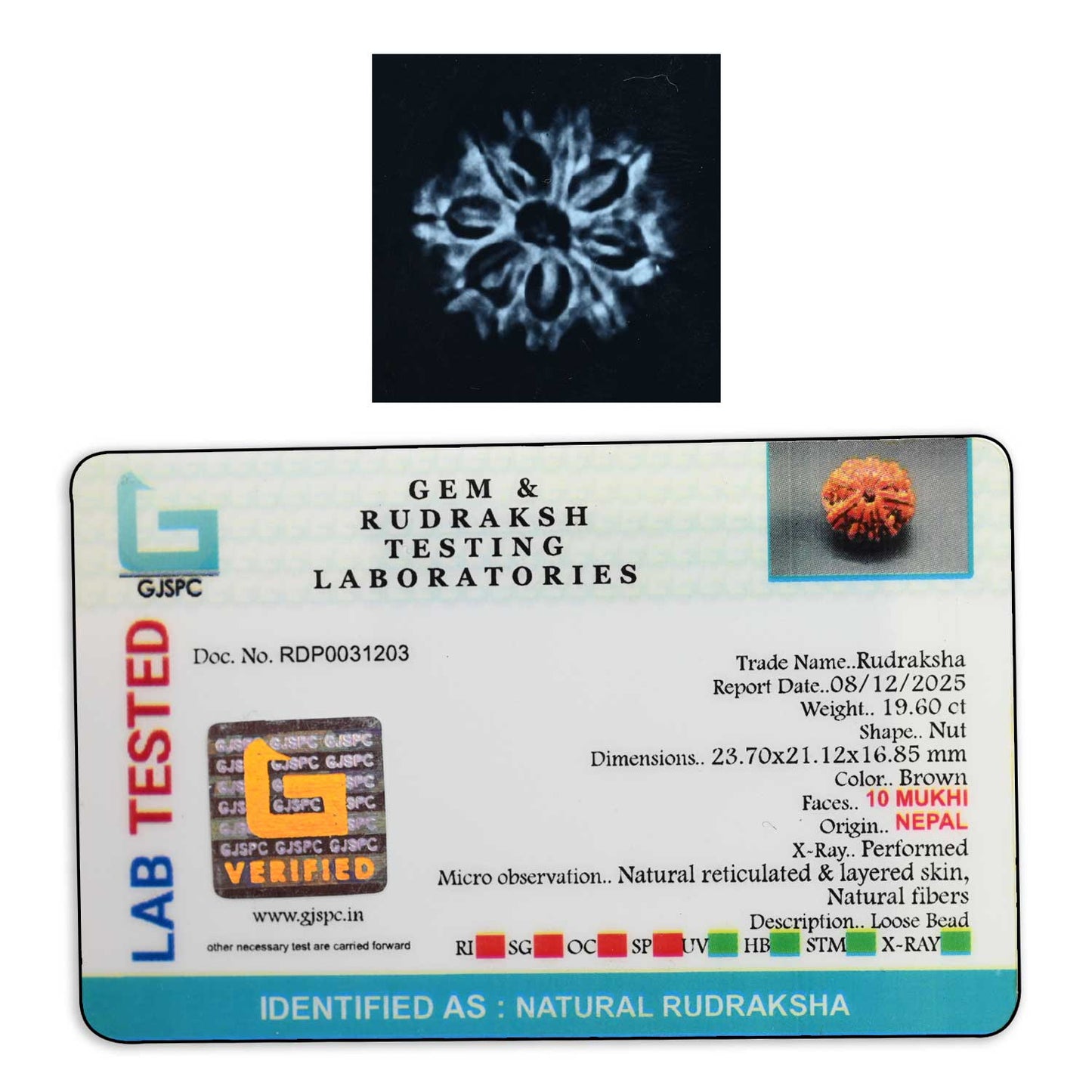 10 Mukhi Rudraksha (Nepal) 23.7 M.M.