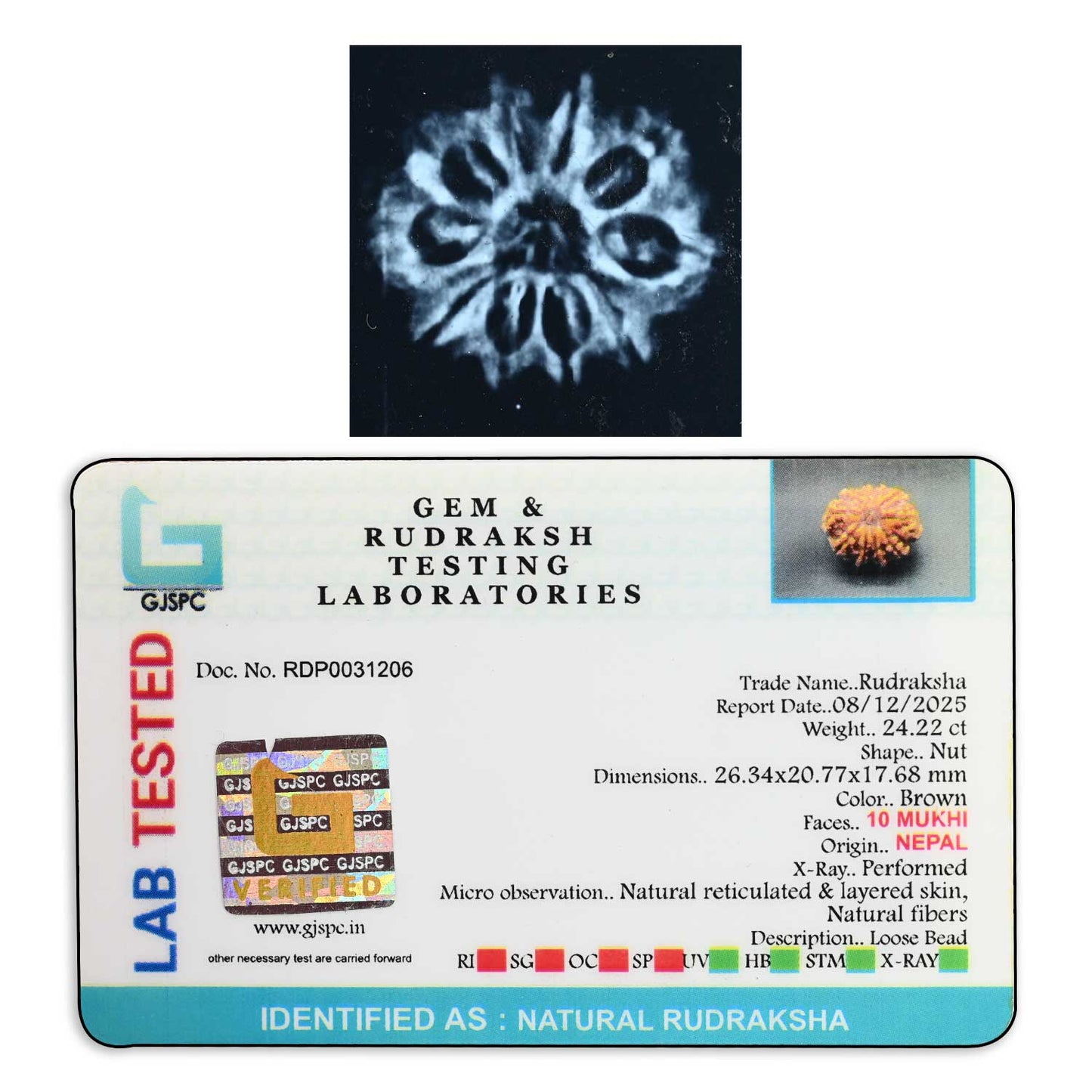 10 Mukhi Rudraksha (Nepal) 26.34 M.M.