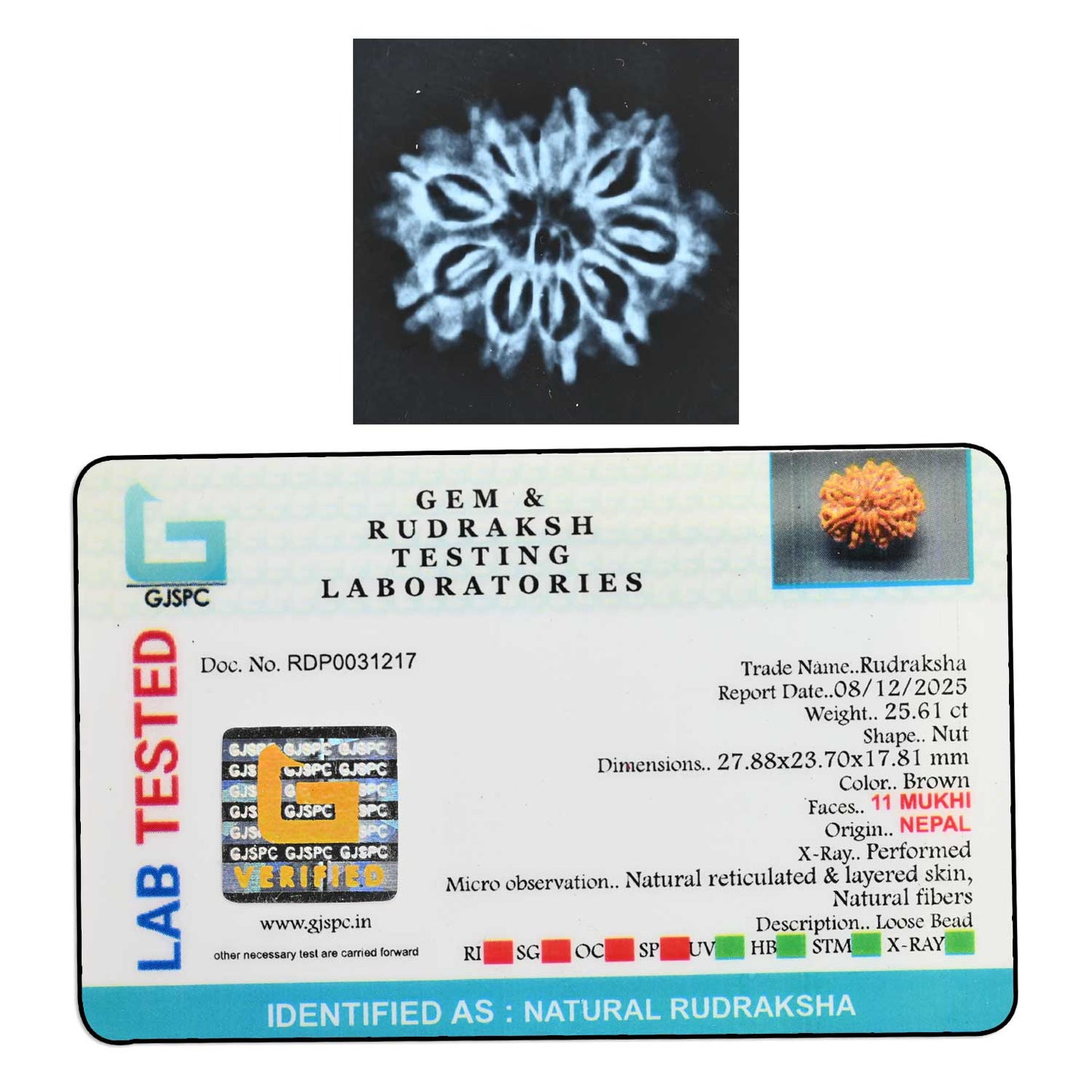 11 Mukhi Rudraksha (Nepal) 26.03 M.M.