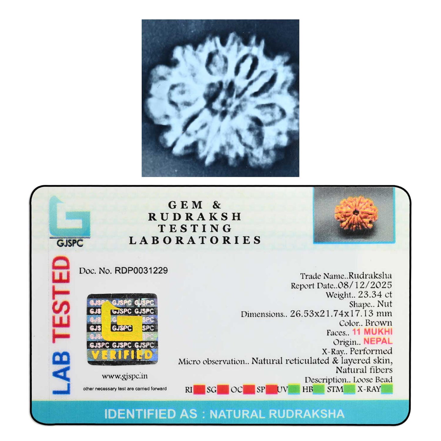 11 Mukhi Rudraksha (Nepal) 26.02 M.M.