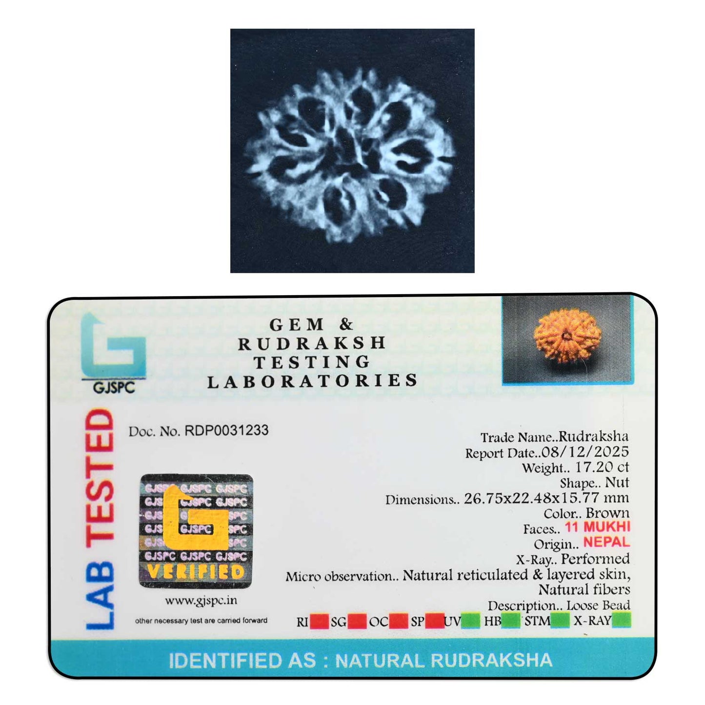11 Mukhi Rudraksha (Nepal) 26.2 M.M.