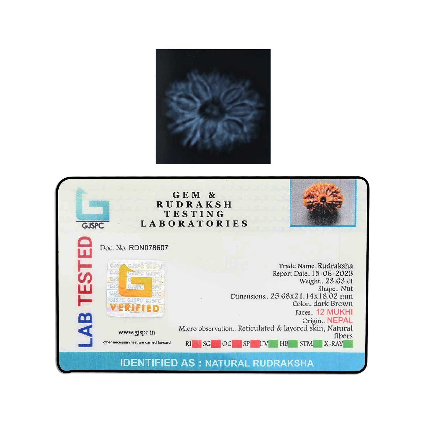 12 Mukhi Rudraksha (Nepal) 25.68 MM