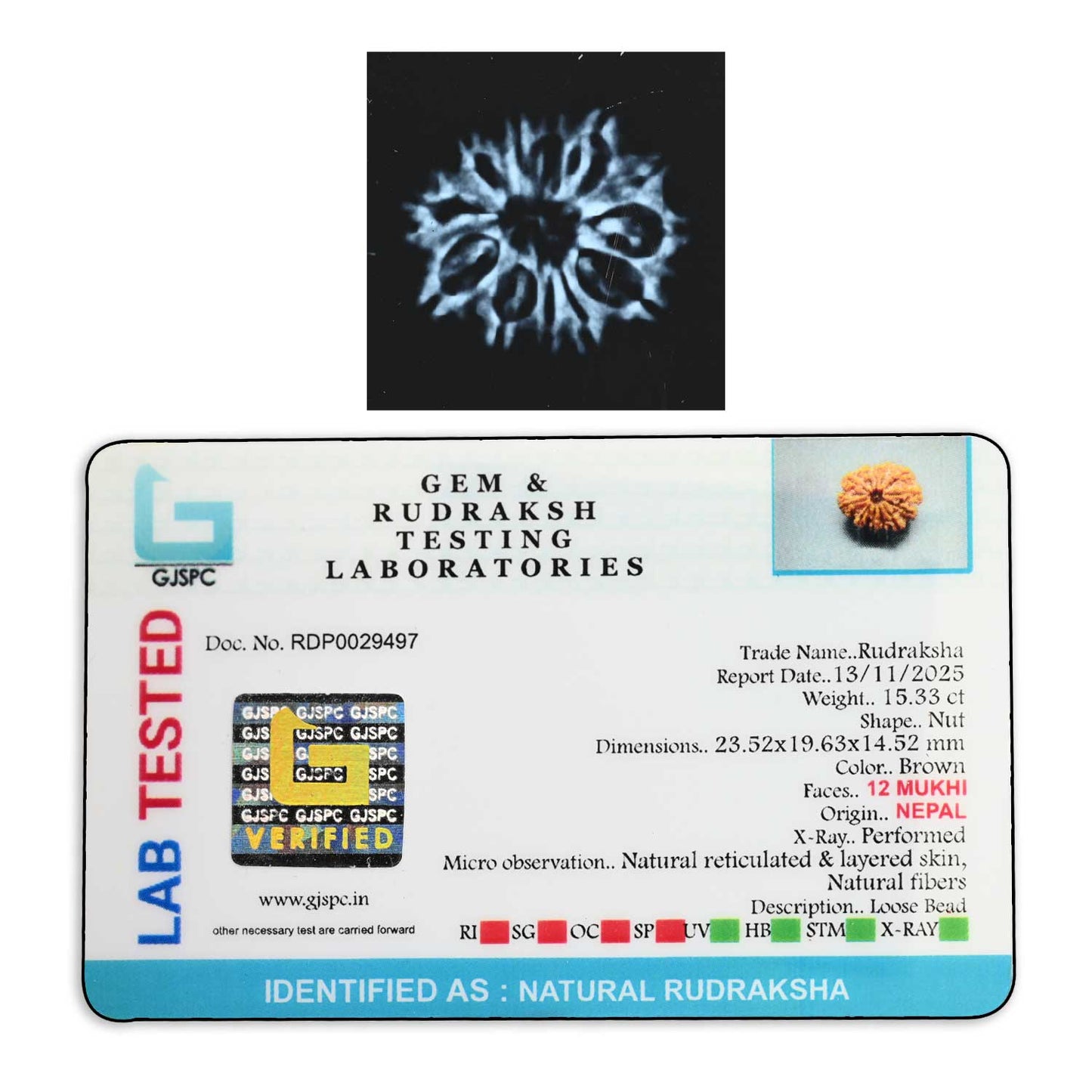 12 Mukhi Rudraksha (Nepal) 23.52 M.M.