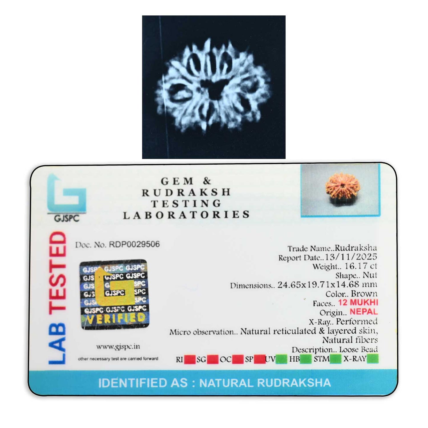 12 Mukhi Rudraksha (Nepal) 24.86 M.M.