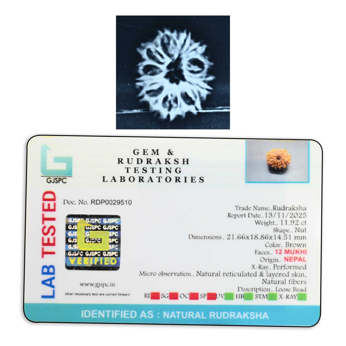 12 Mukhi Rudraksha (Nepal) 23.02 M.M.