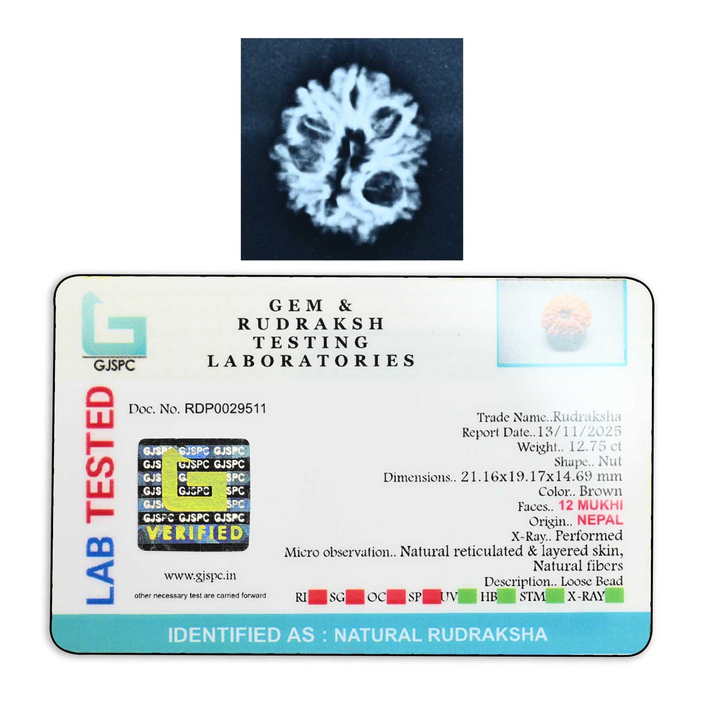 12 Mukhi Rudraksha (Nepal) 23.68 M.M.