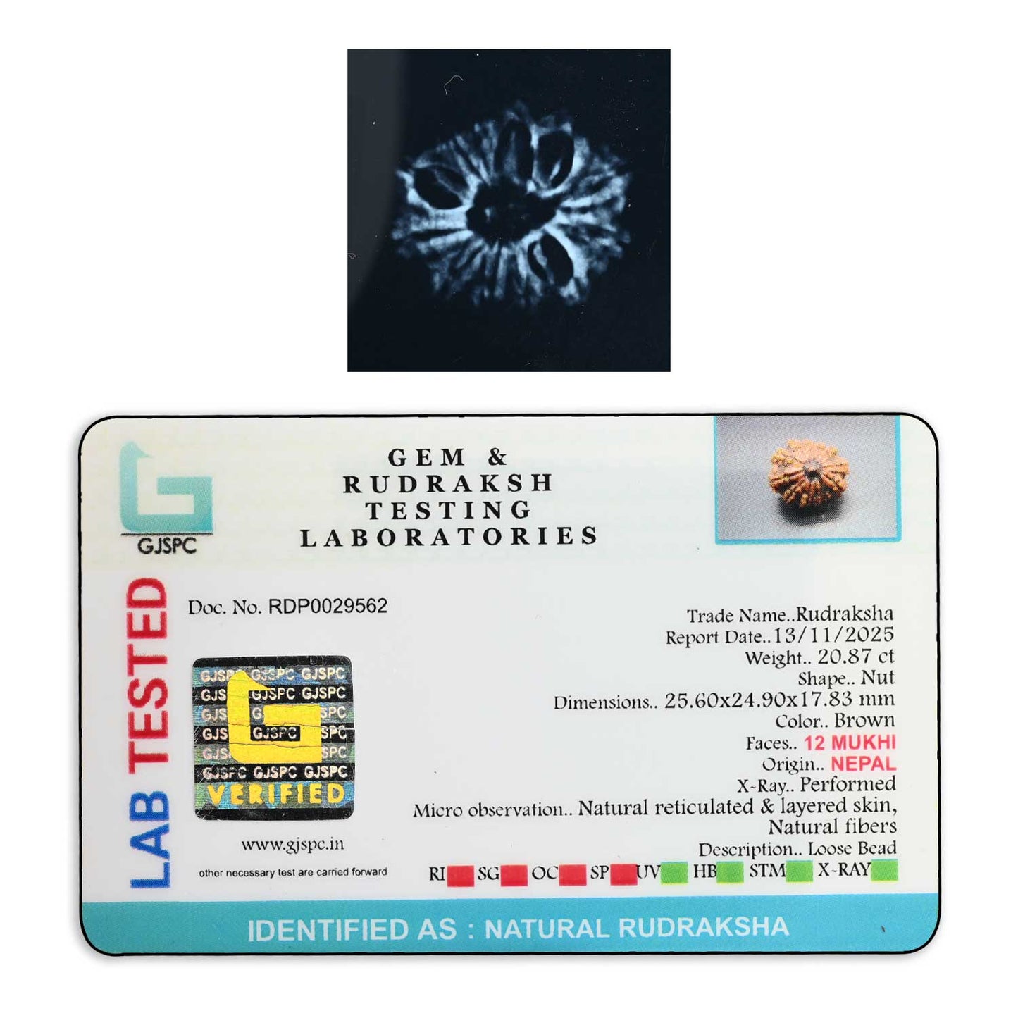 12 Mukhi Rudraksha (Nepal) 24.17 M.M.