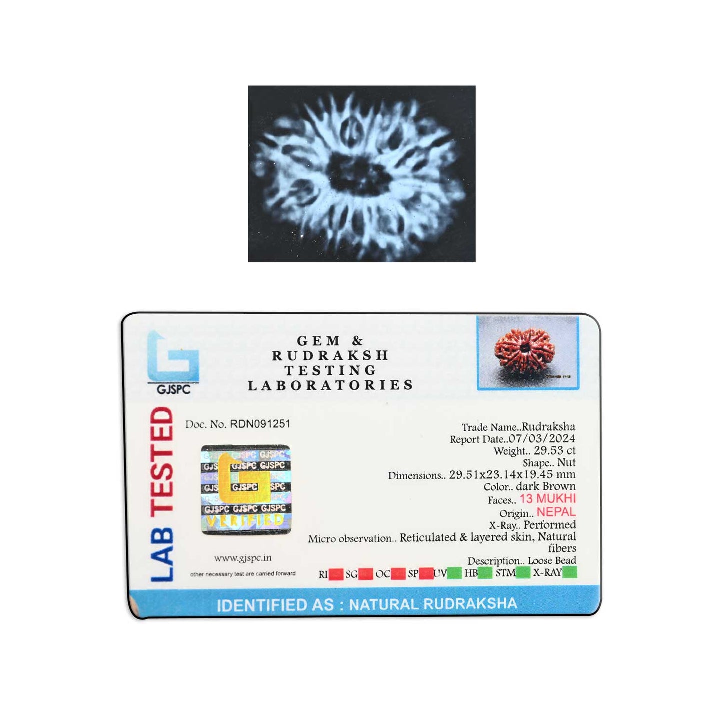13 Mukhi Rudraksha (Nepal) 29.51 M.M.