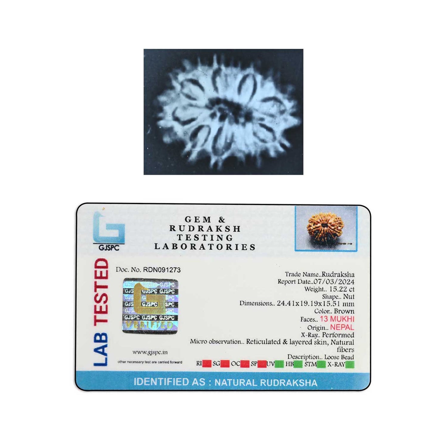 13 Mukhi Rudraksha (Nepal) 24.41 M.M.
