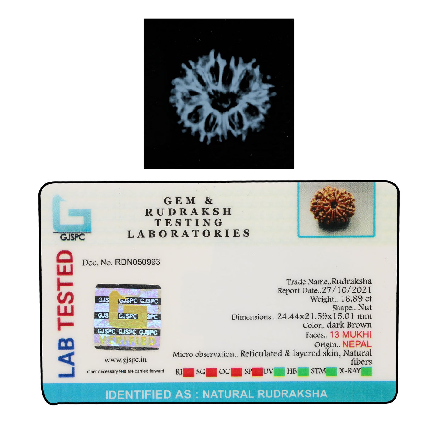 13 Mukhi Rudraksha (Nepal) 24.44 MM
