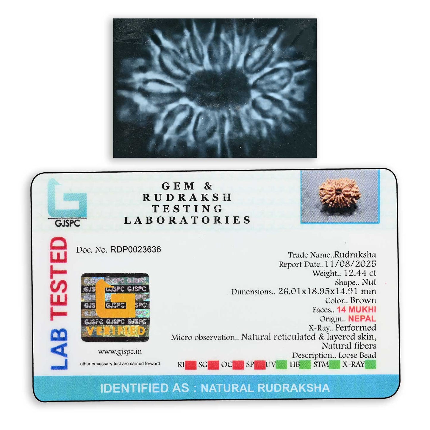 14 Mukhi Rudraksha 26.01 M.M.