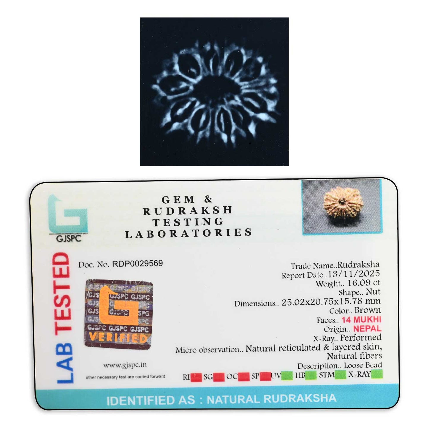 14 Mukhi Rudraksha (Nepal) 25.02 M.M.