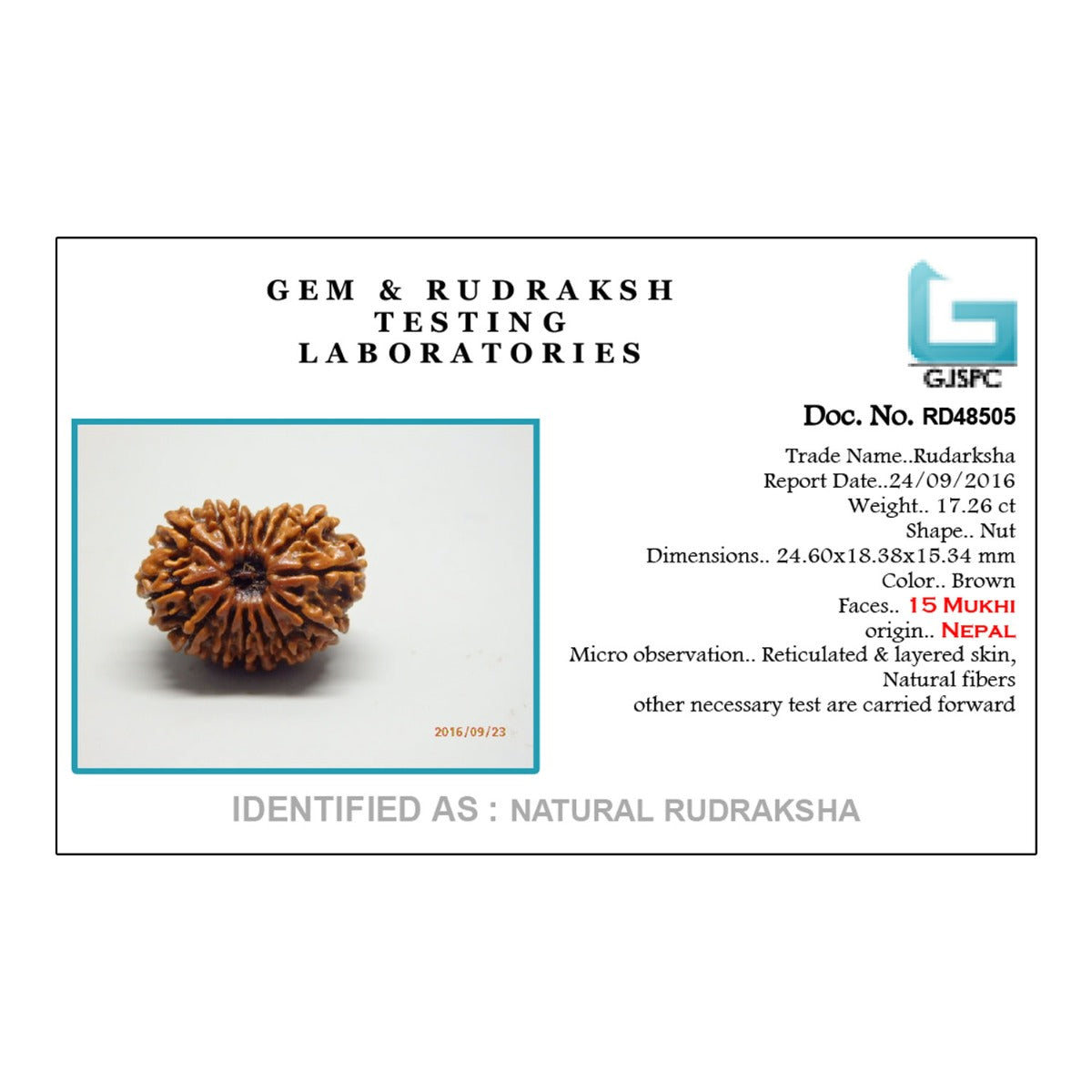 15 Mukhi Rudraksha (Nepal) 24.6 MM