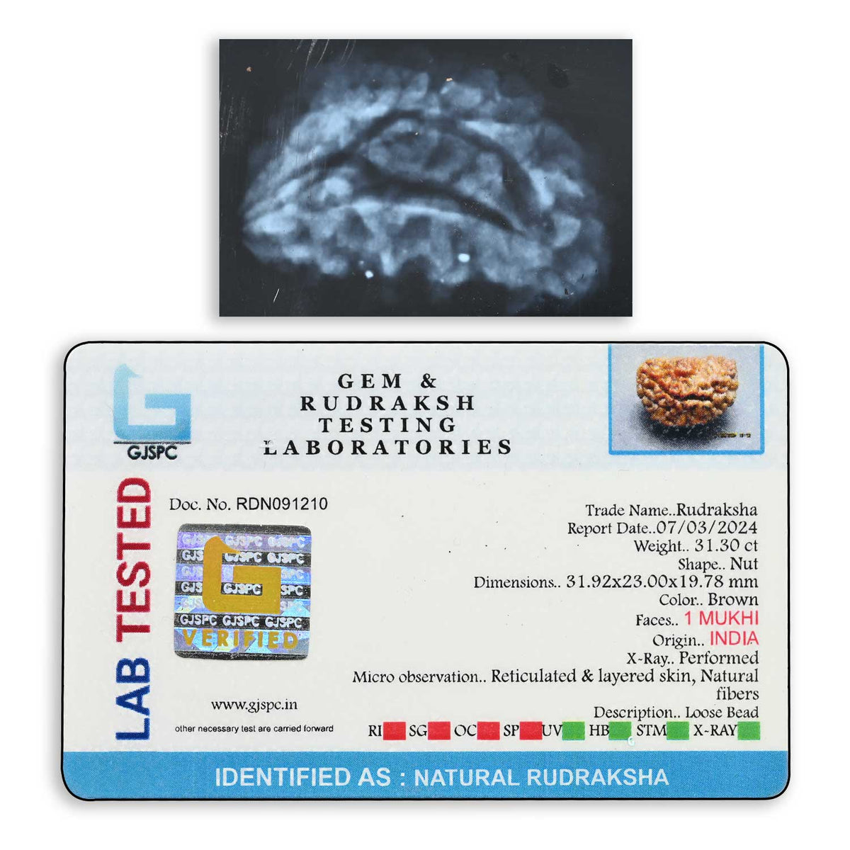 1 mukhi kaju shape Indian Rudraksha 31.92 M.M.