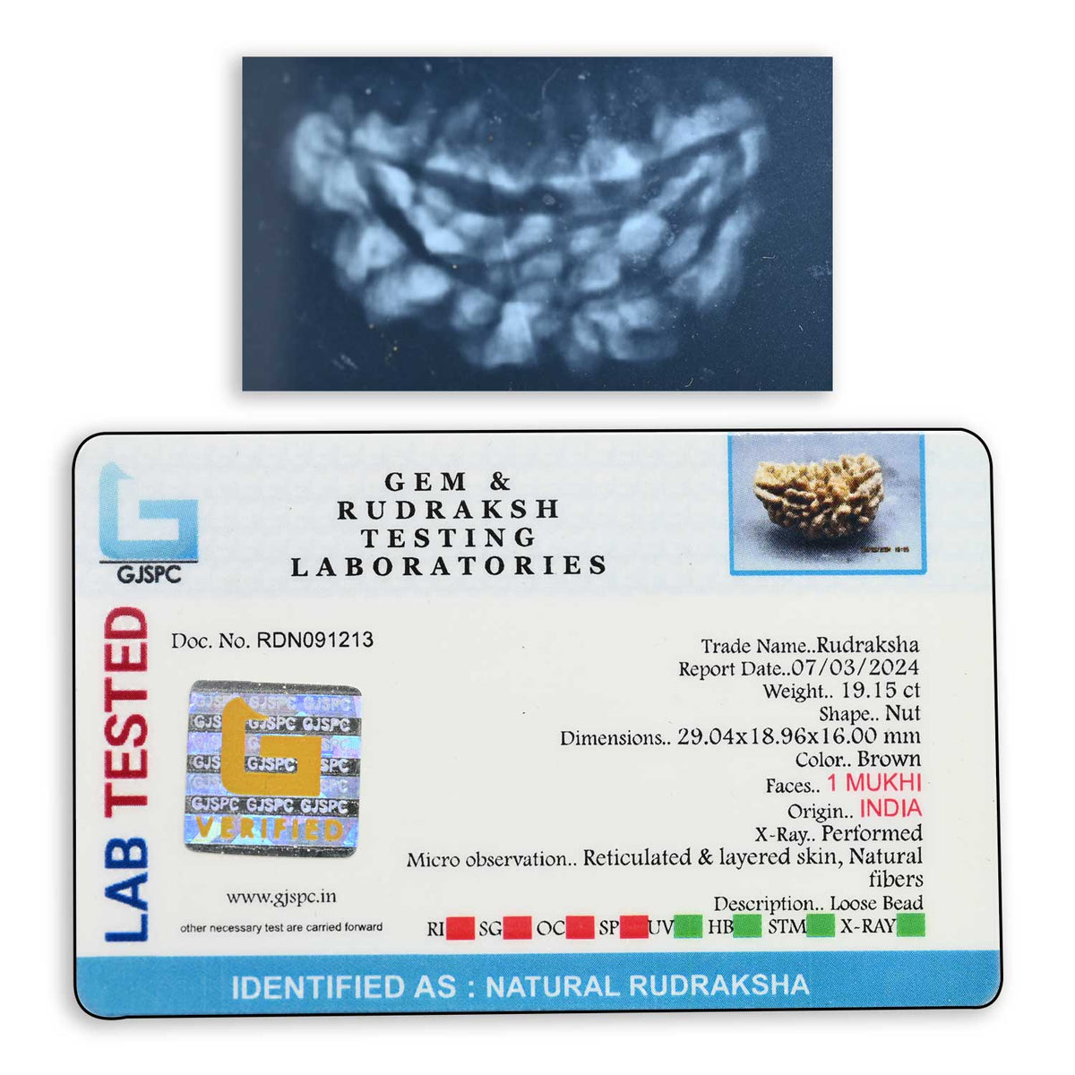 1 mukhi kaju shape Indian Rudraksha 29.04 M.M.