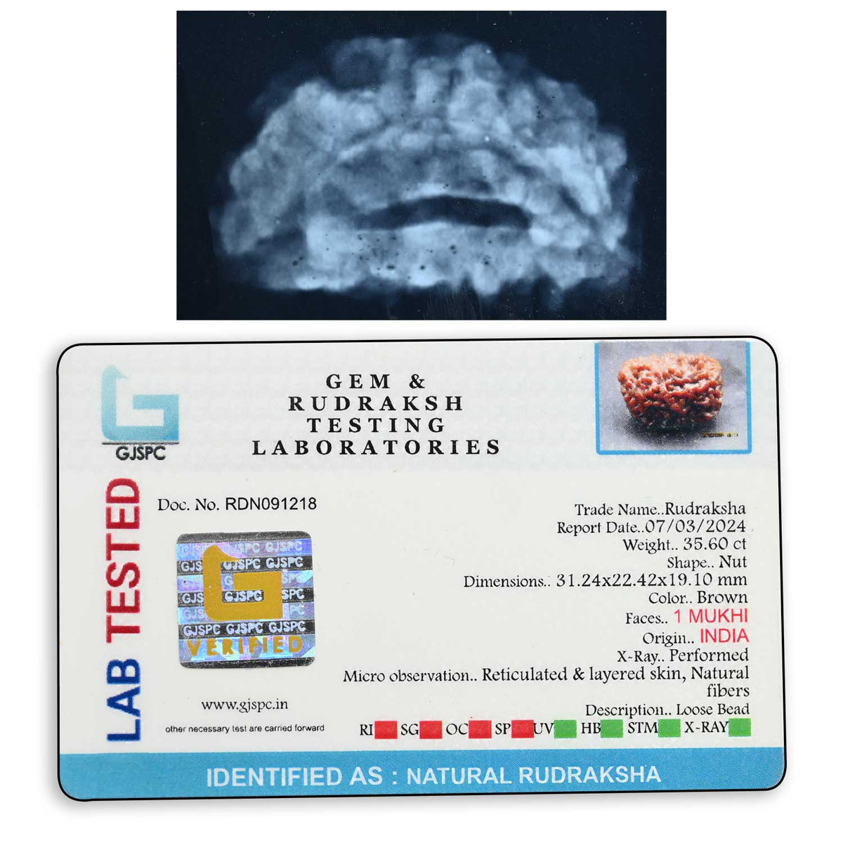 1 mukhi kaju shape Indian Rudraksha 31.24 M.M.