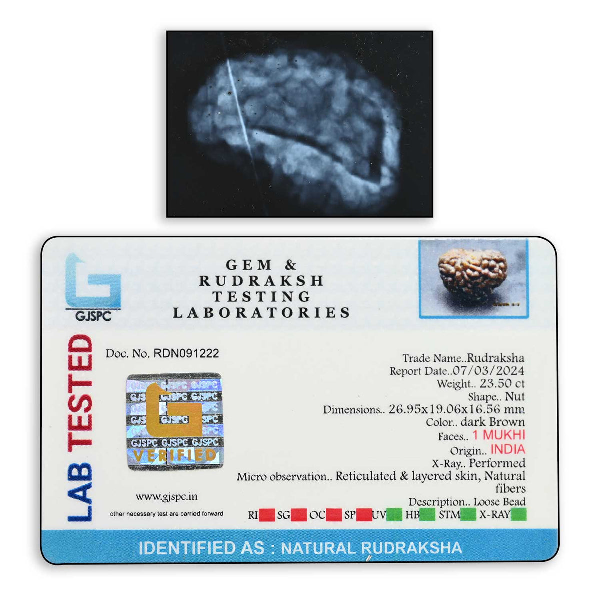 1 mukhi kaju shape Indian Rudraksha 26.95 M.M.