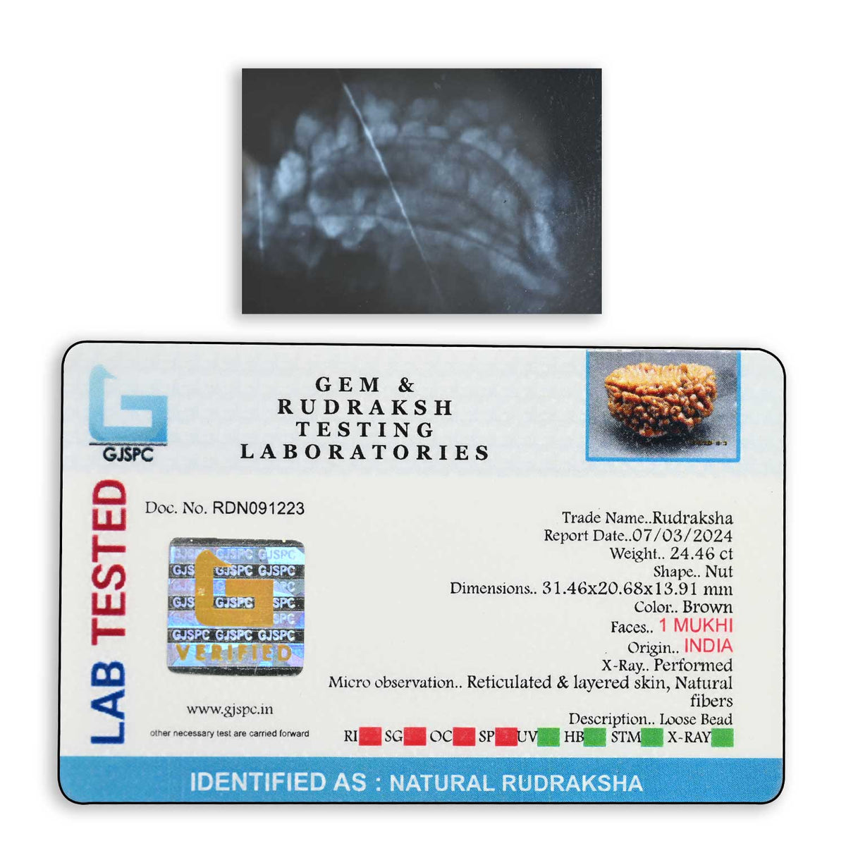 1 mukhi kaju shape Indian Rudraksha 31.46 M.M.