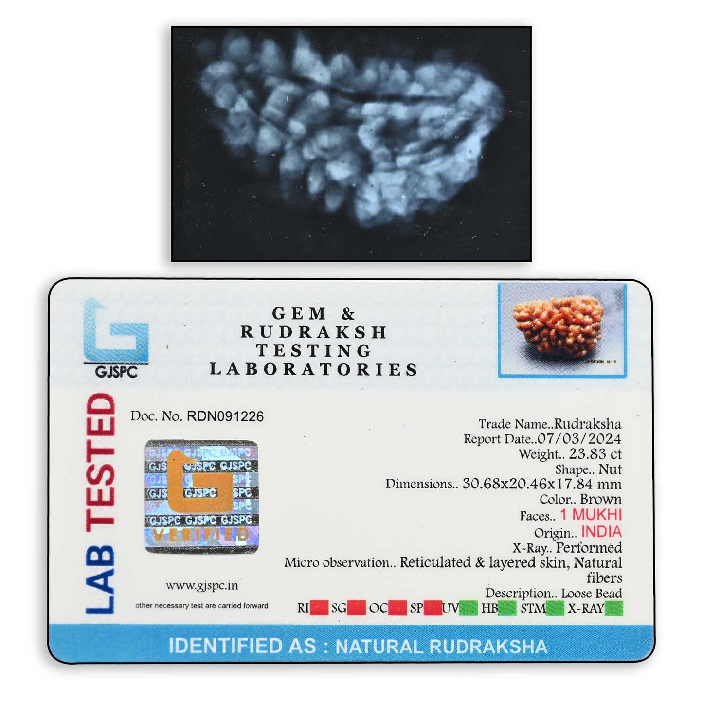 1 mukhi kaju shape Indian Rudraksha 30.68 M.M.