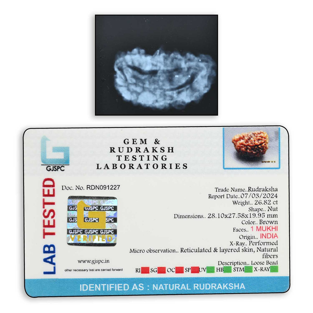 1 mukhi kaju shape Indian Rudraksha 28.1 M.M.
