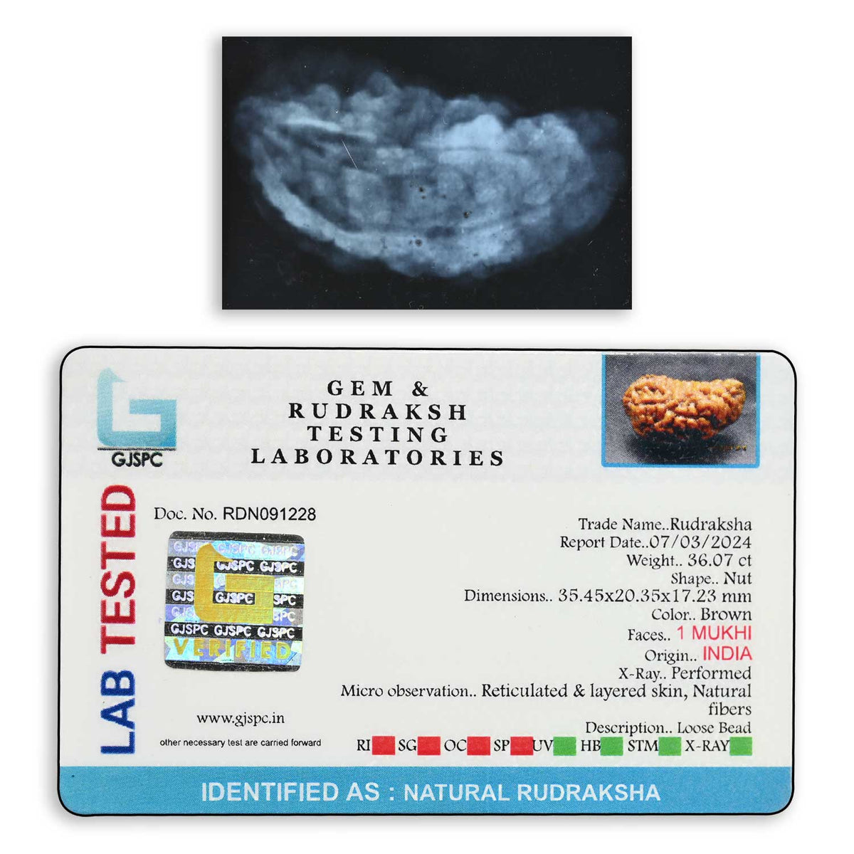 1 mukhi kaju shape Indian Rudraksha 35.45 M.M.