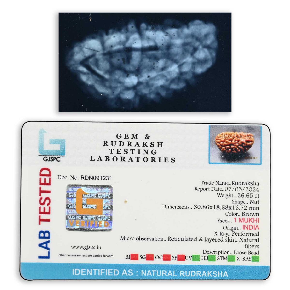 1 mukhi kaju shape Indian Rudraksha 30.86 M.M.