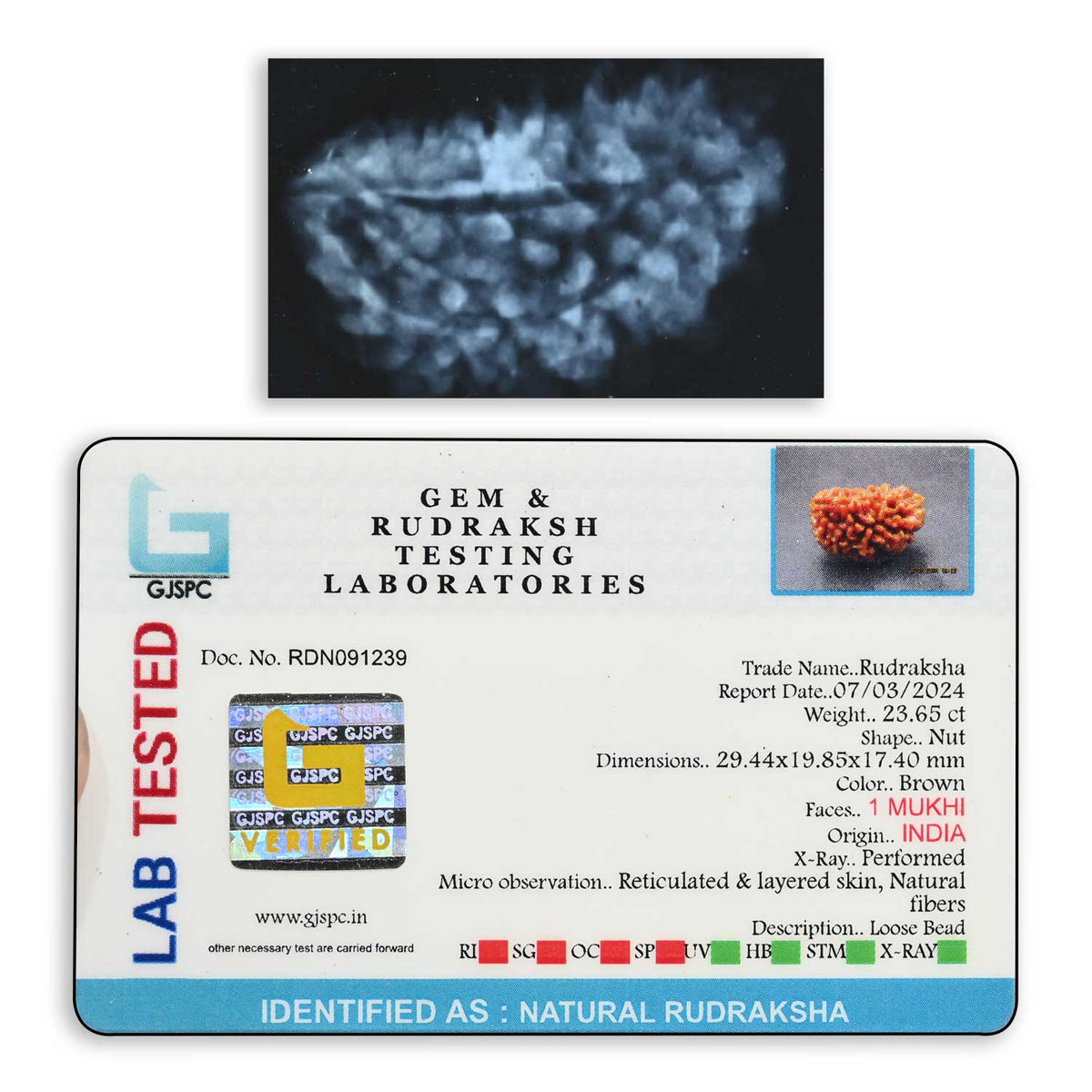 1 mukhi kaju shape Indian Rudraksha 29.44 M.M.