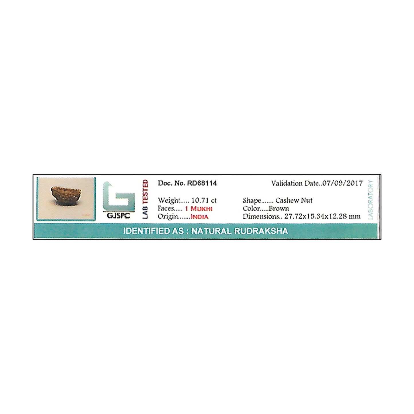 1 Mukhi Rudraksha 27.72 MM