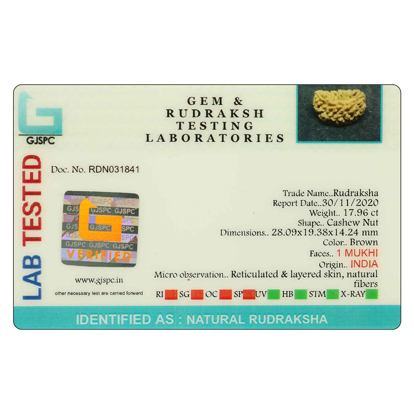 1 Mukhi Rudraksha 28.09 MM