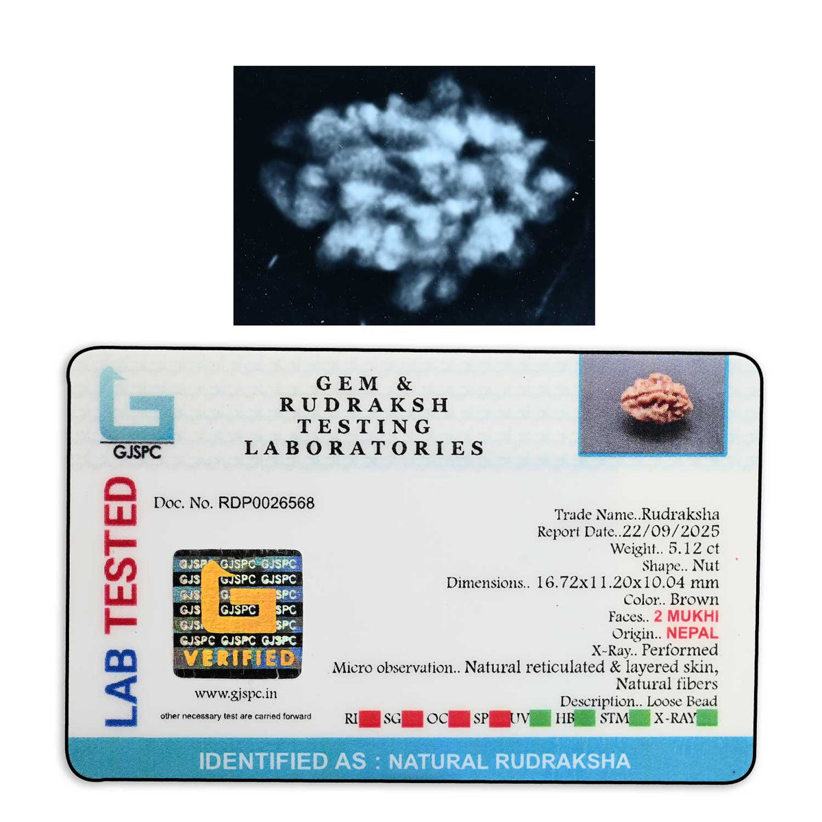 2 Mukhi Rudraksha (Nepal) 16.72 M.M.