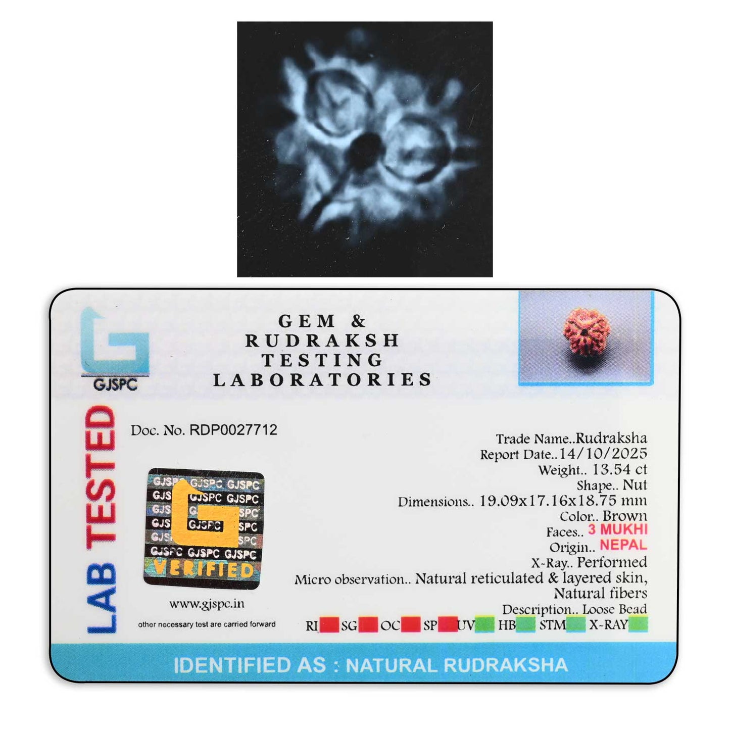 3 Mukhi Rudraksha (Nepal) 19.09 M.M.