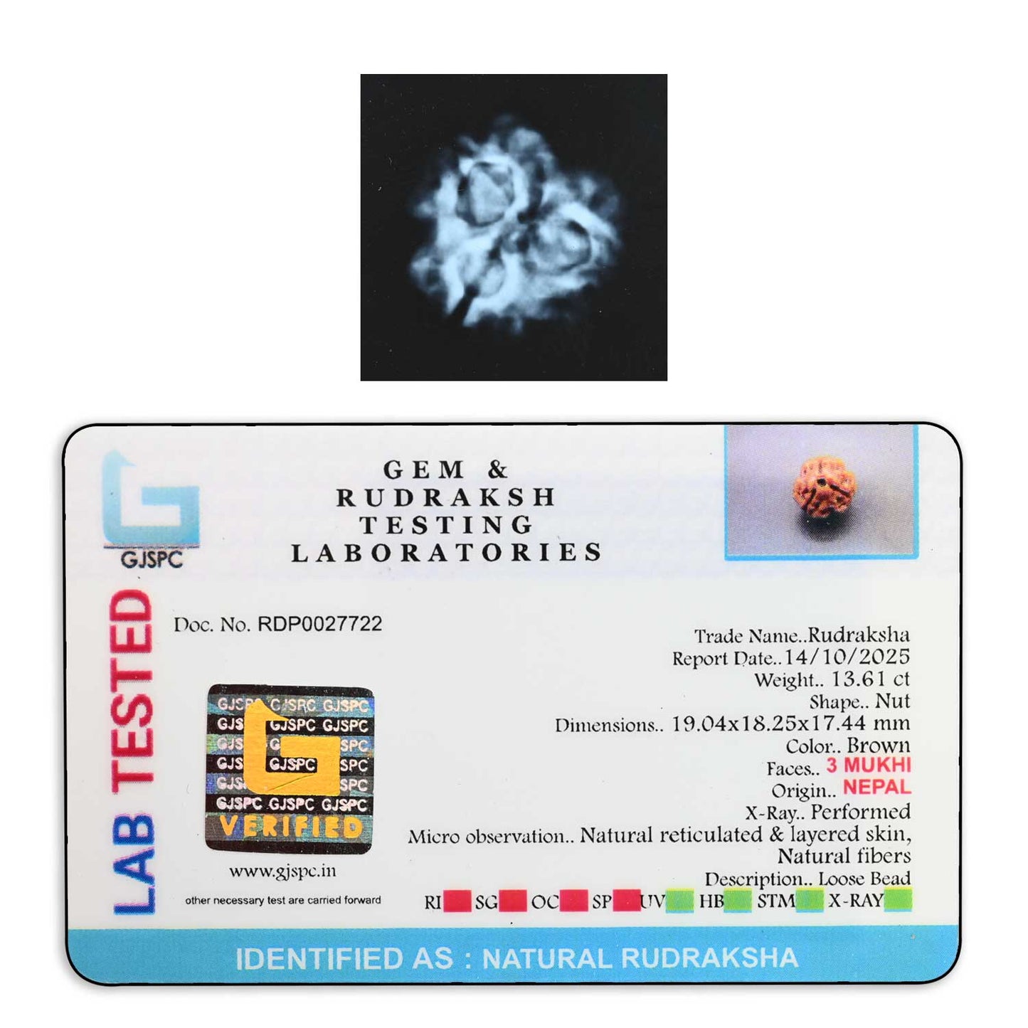 3 Mukhi Rudraksha (Nepal) 19.04 M.M.