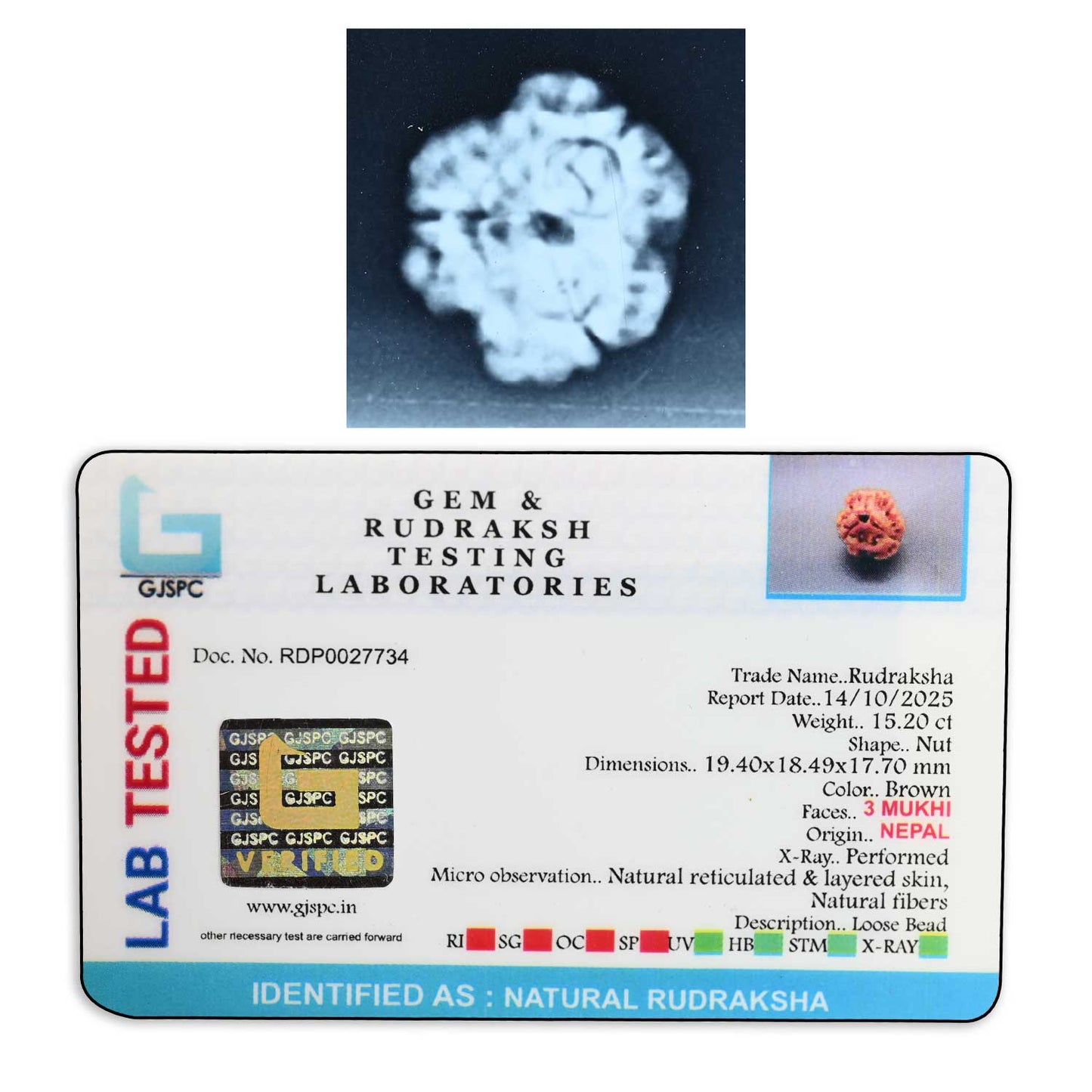3 Mukhi Rudraksha (Nepal) 19.40 M.M.