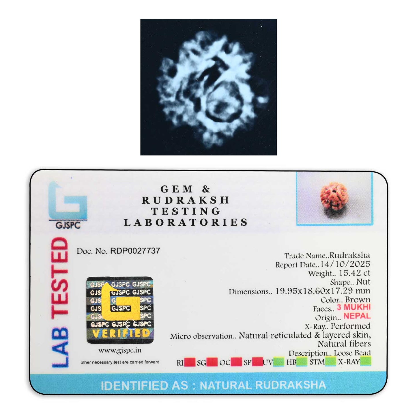 3 Mukhi Rudraksha (Nepal) 19.95 M.M.