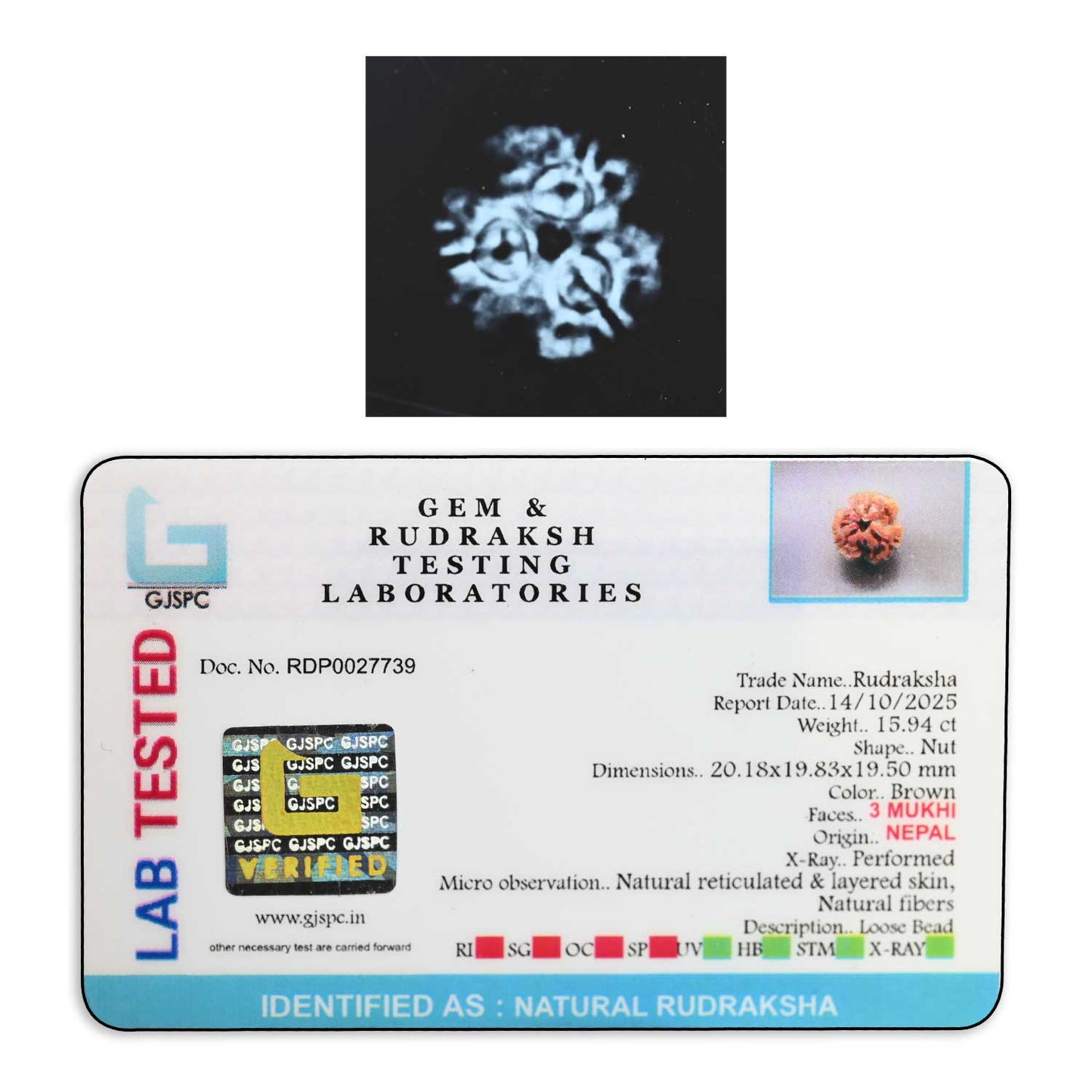 3 Mukhi Rudraksha (Nepal) 20.18 M.M.