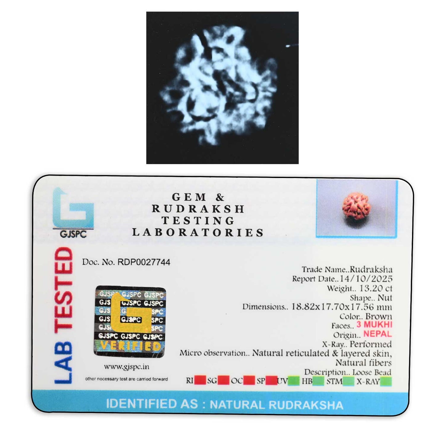 3 Mukhi Rudraksha (Nepal) 18.82 M.M.