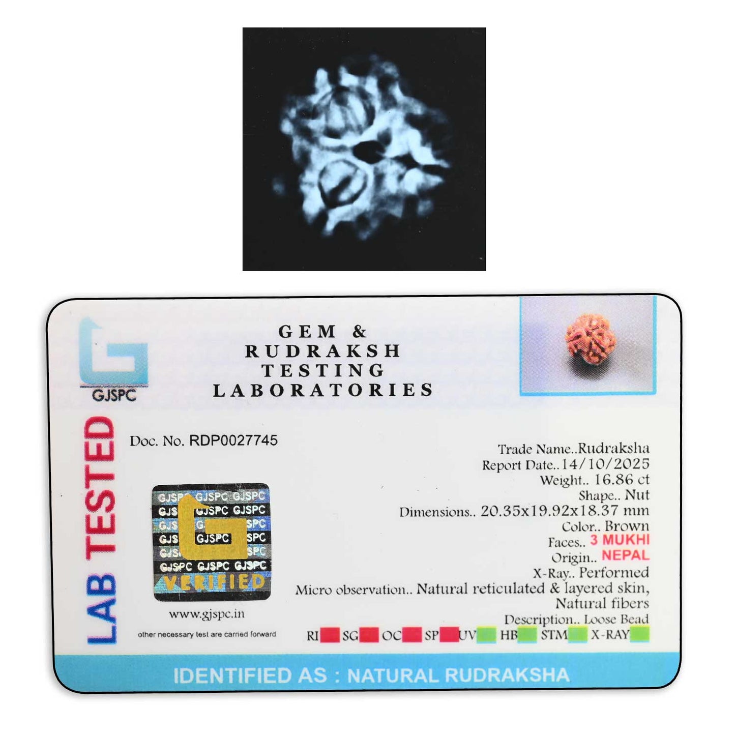3 Mukhi Rudraksha (Nepal) 20.35 M.M.