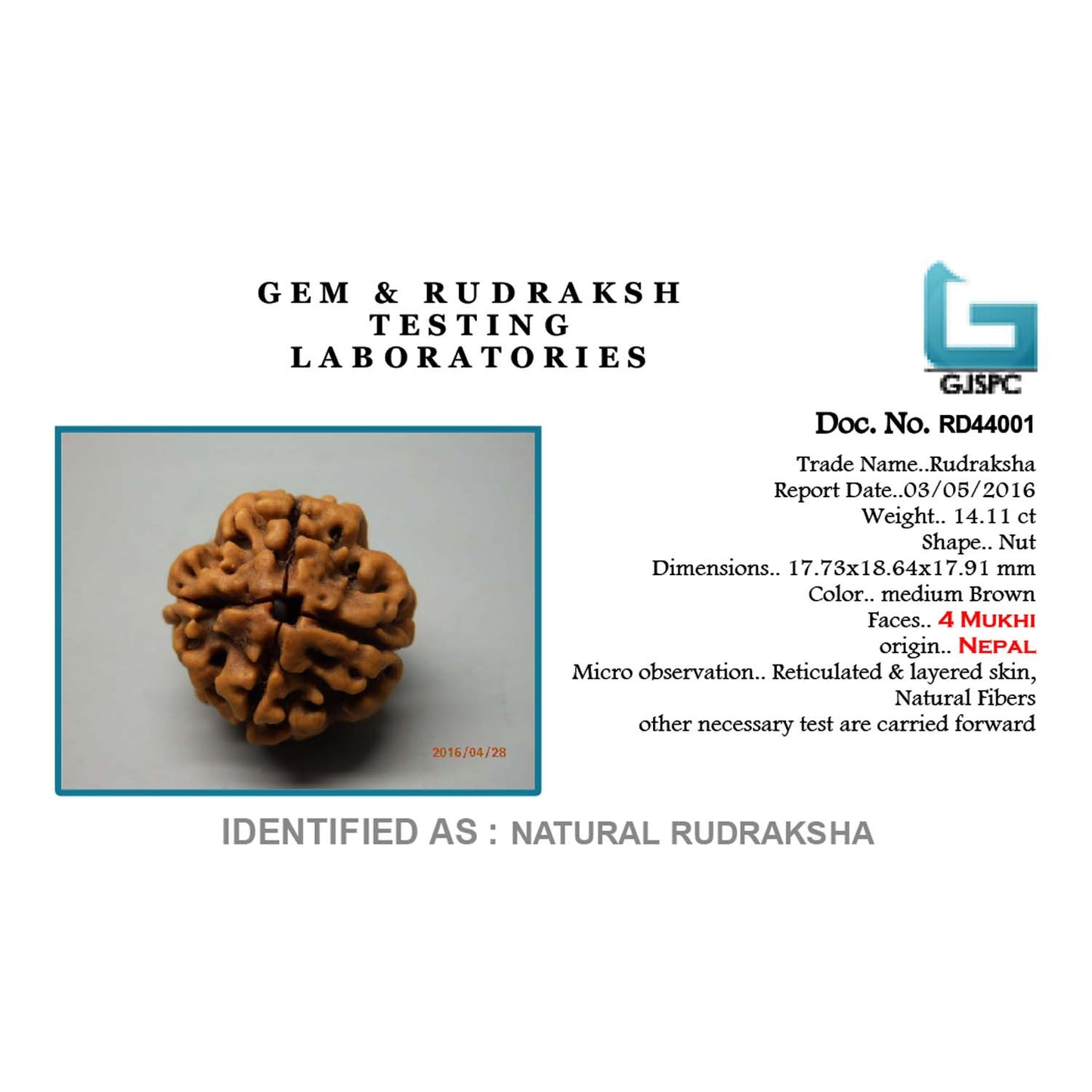4 Mukhi Rudraksha (Nepal)