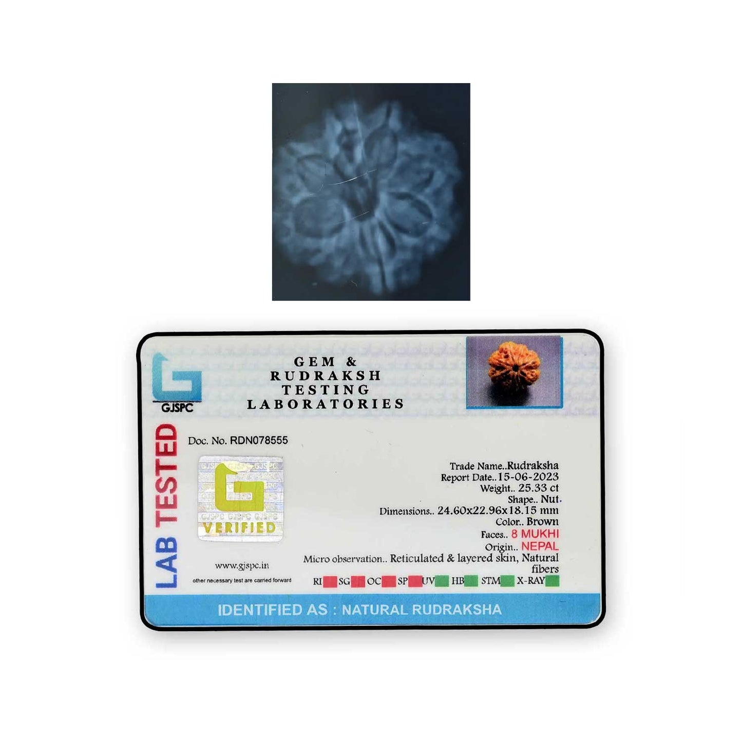 8 Mukhi Rudraksha (Nepal) 24.6 MM