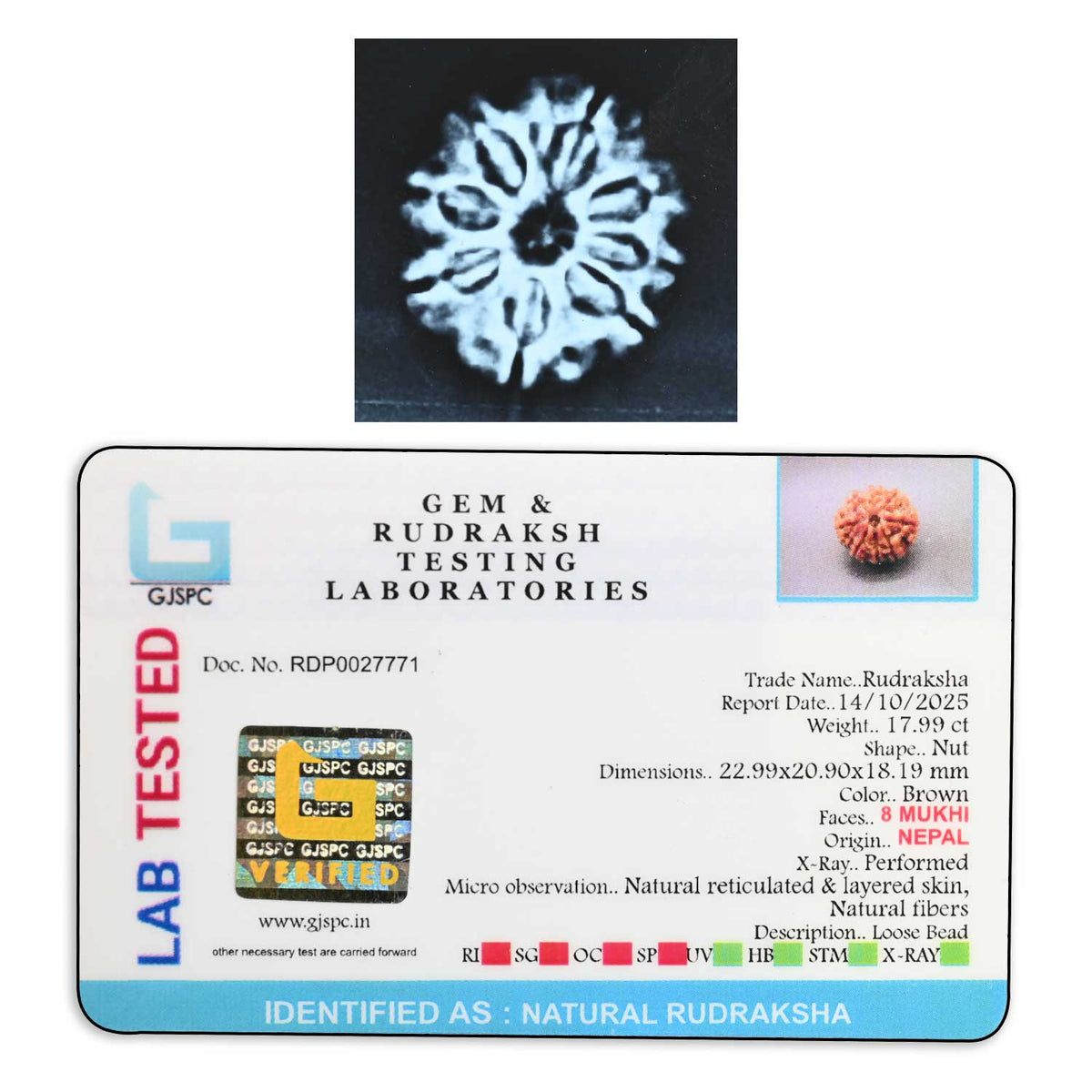 8 Mukhi Rudraksha (Nepal) 22.99 M.M.