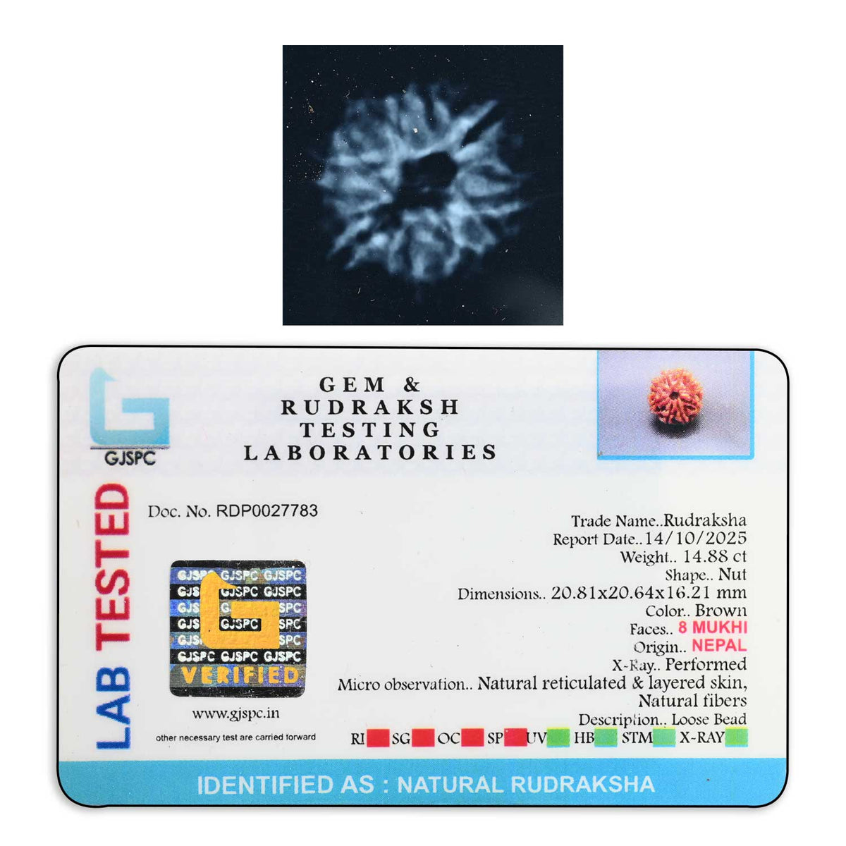 8 Mukhi Rudraksha (Nepal) 20.81 M.M.