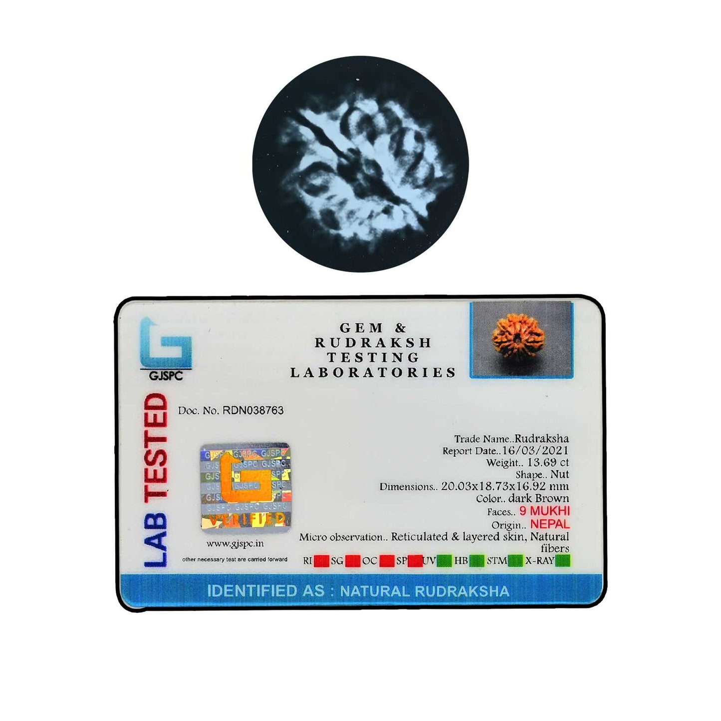 9 Mukhi Rudraksha (Nepal) 20.03 MM