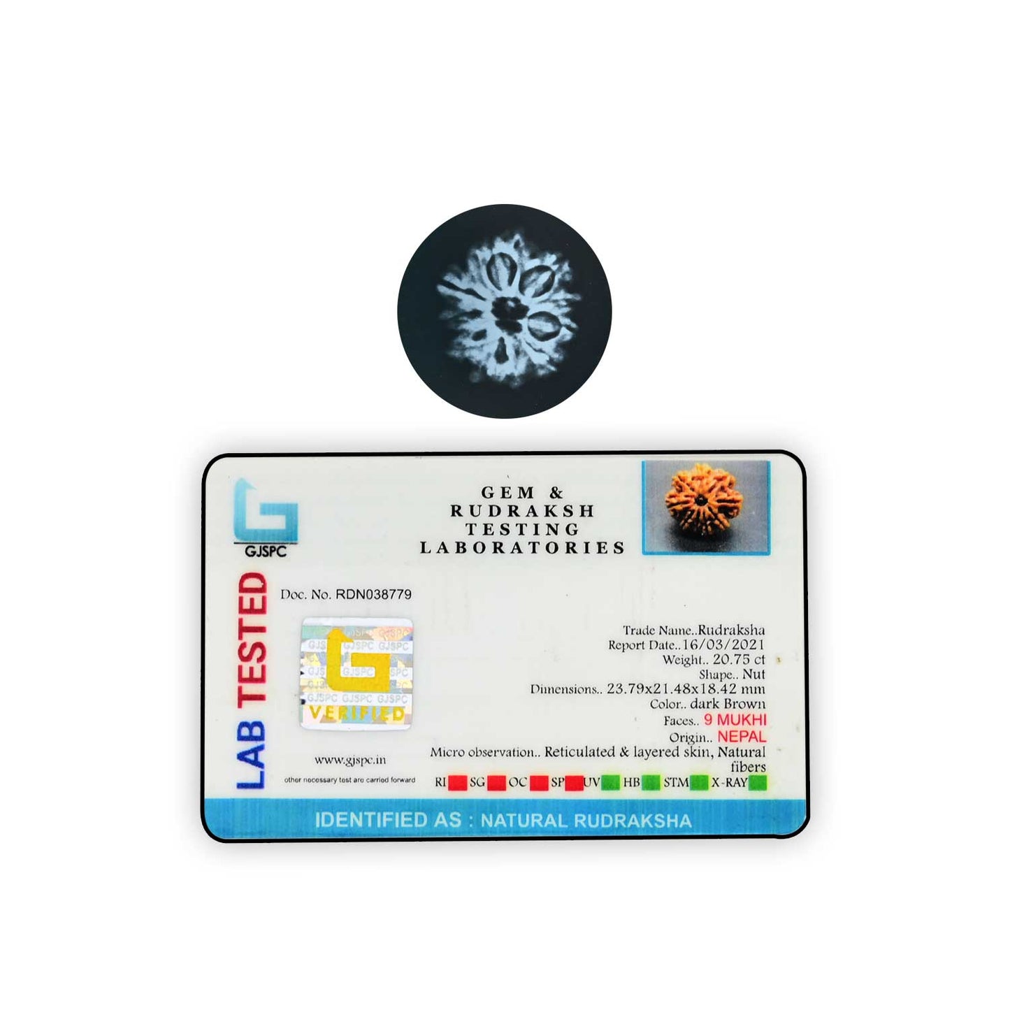 9 Mukhi Rudraksha (Nepal) 23.79 MM