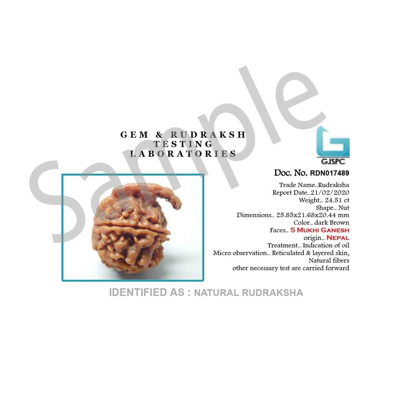 Ganesh Rudraksha GJSPC Certified
