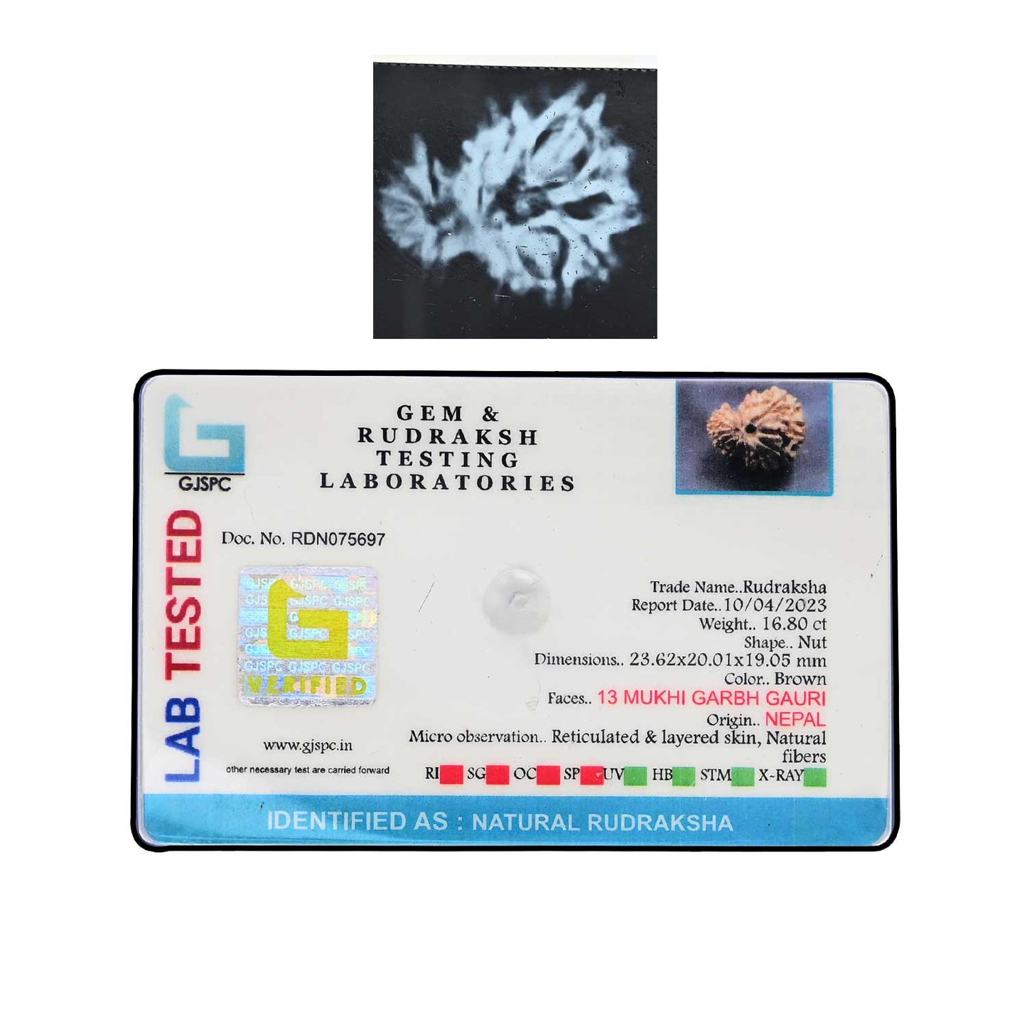 Garbh Gauri Rudraksha Nepal (GJSPC Certfied) 23.62 M.M.