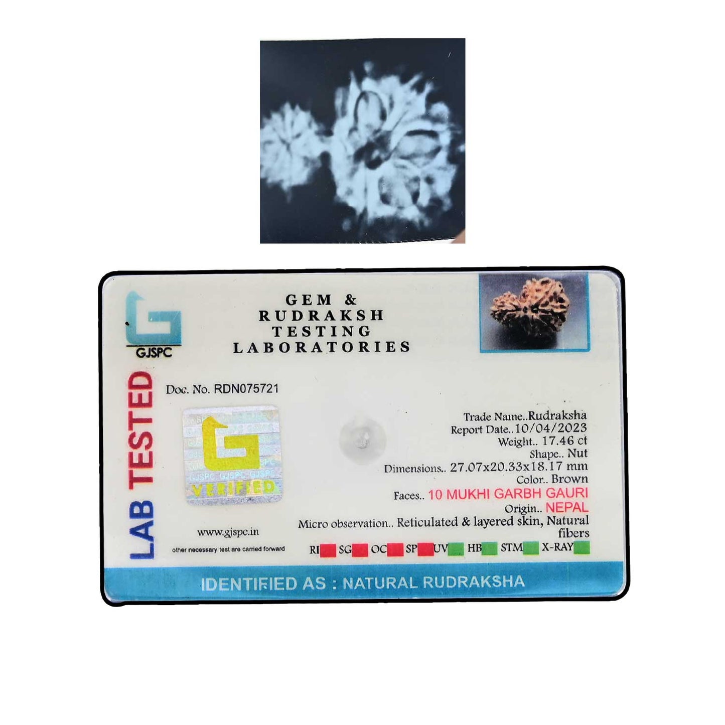 Garbh Gauri Rudraksha Nepal (GJSPC Certfied) 27.07 M.M.